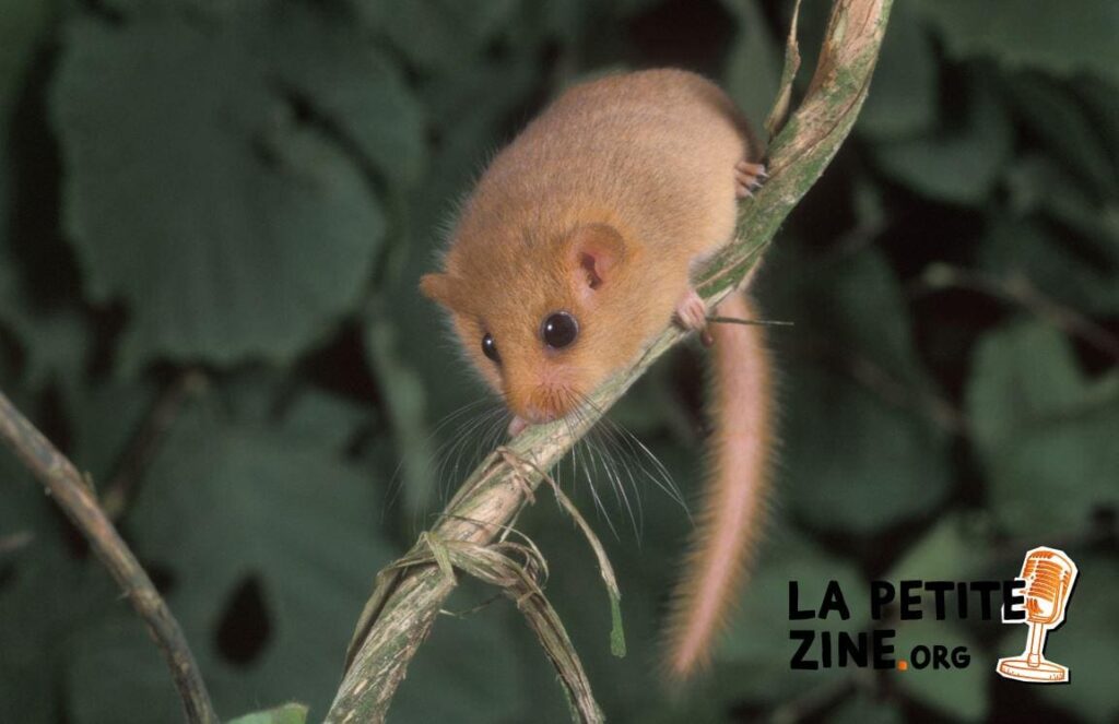 5 solutions pour se débarrasser d’un loir dans la maison