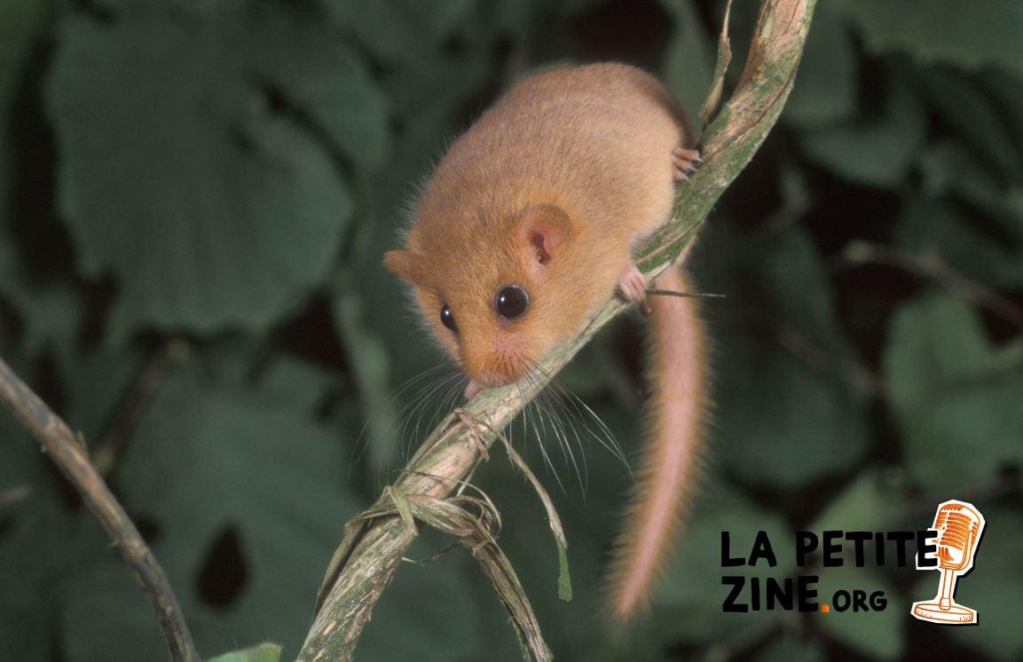 5 solutions pour se débarrasser d’un loir dans la maison