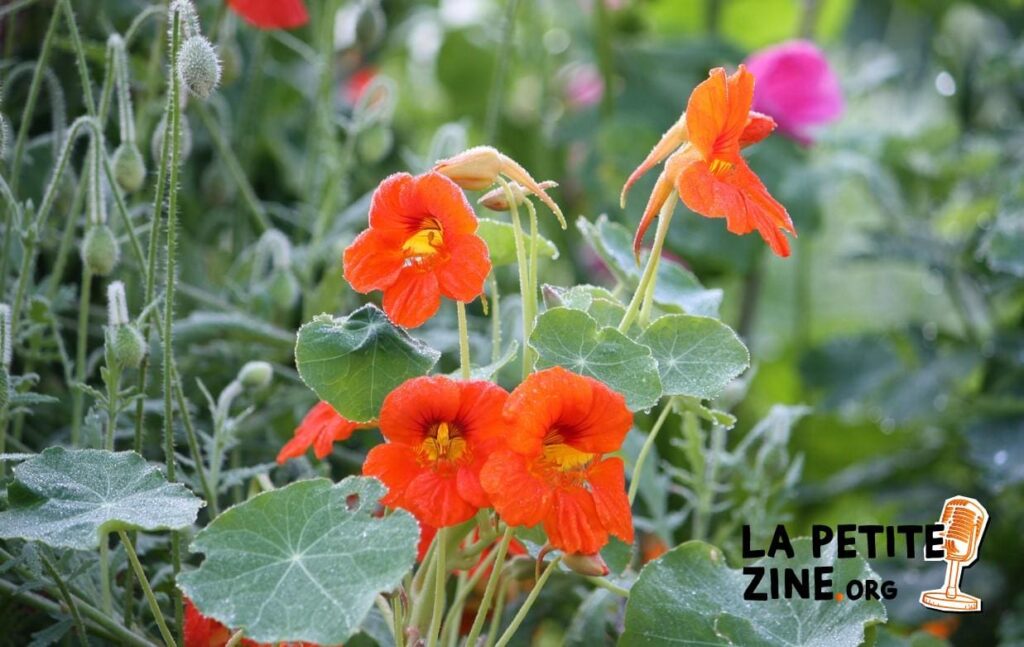 Quand et comment semer les capucines ?