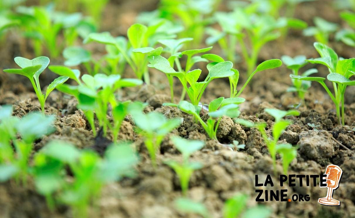 Planter des navets quand et comment les semer ? — free download