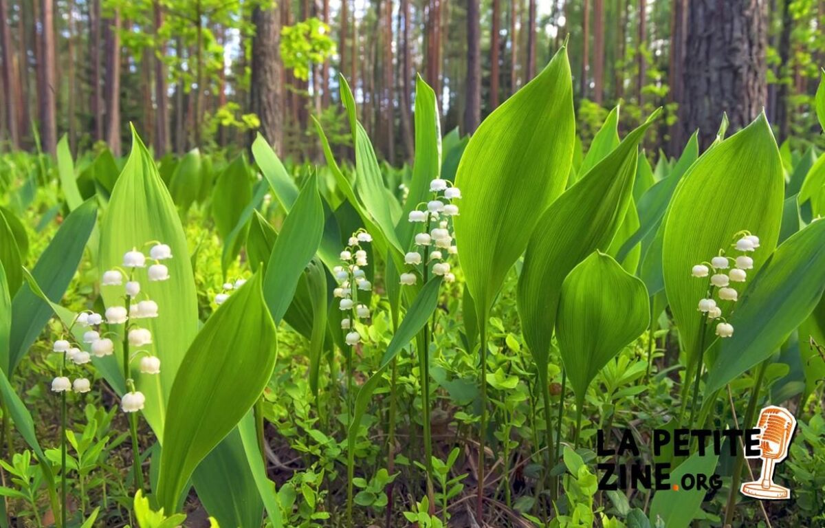 Semer du muguet : comment et quand le planter ?