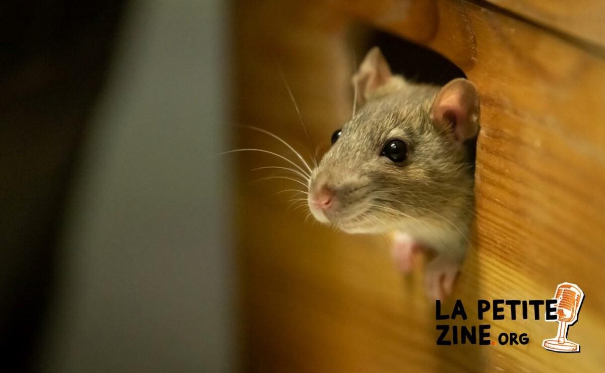 10 répulsifs naturels pour les souris