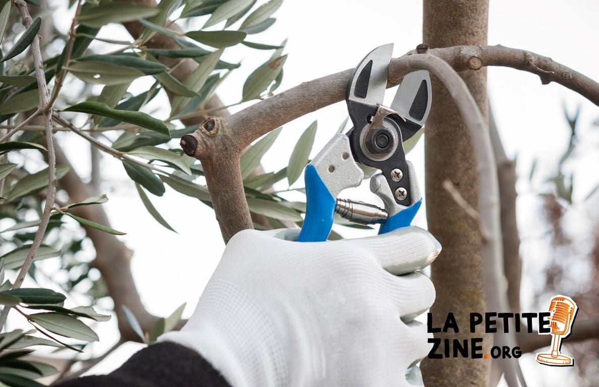Quand et comment bien tailler un olivier ?