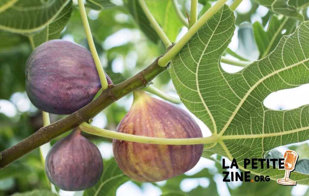 Taille d’un figuier : quand et comment le tailler ?