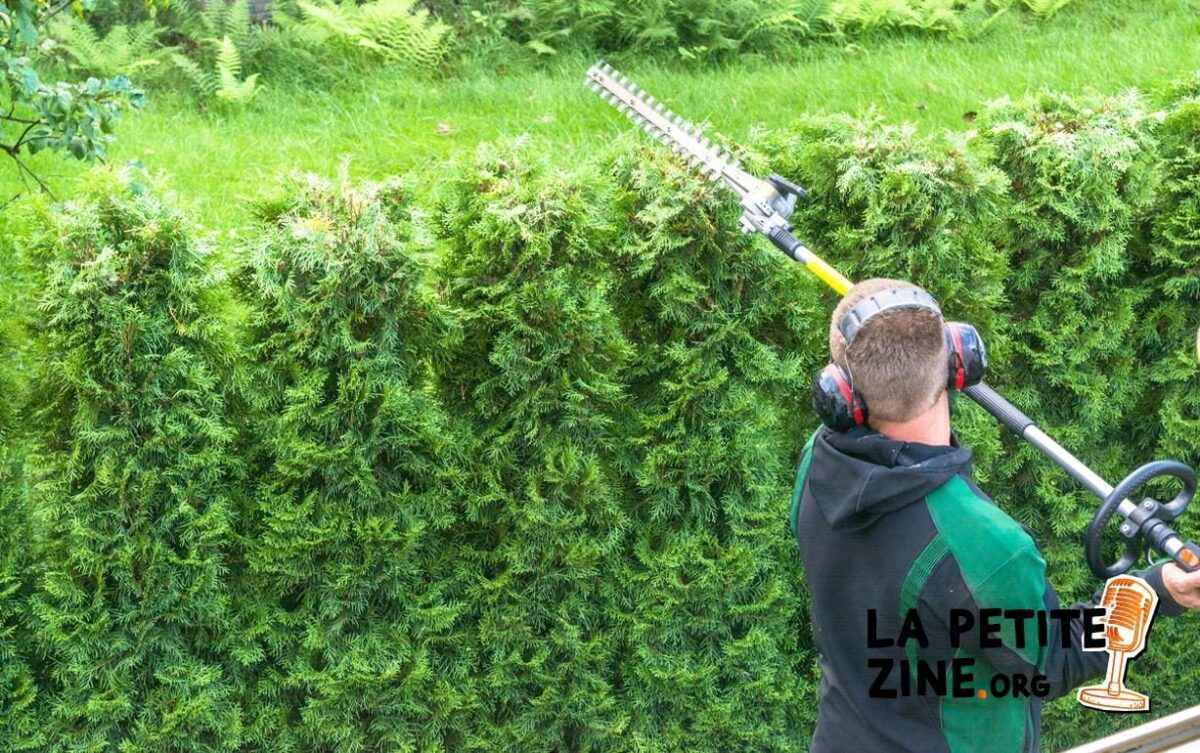 Quand et comment tailler une haie de thuyas ?