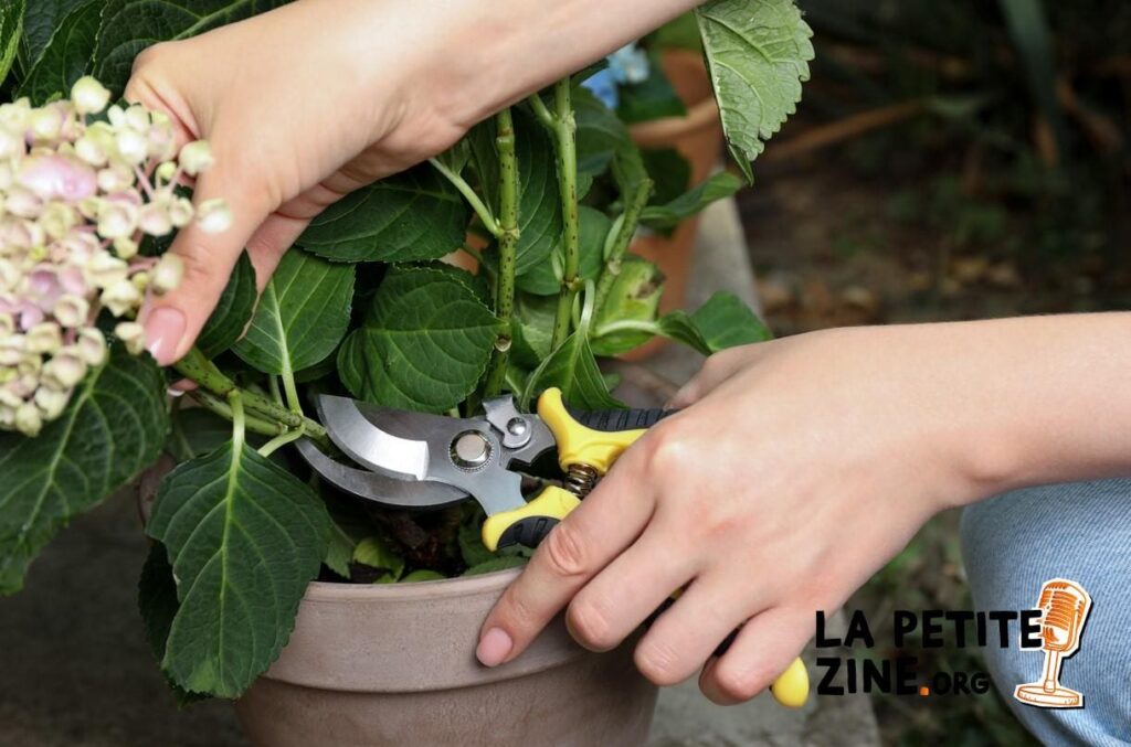 Taille des hortensias : quand et comment le faire ?