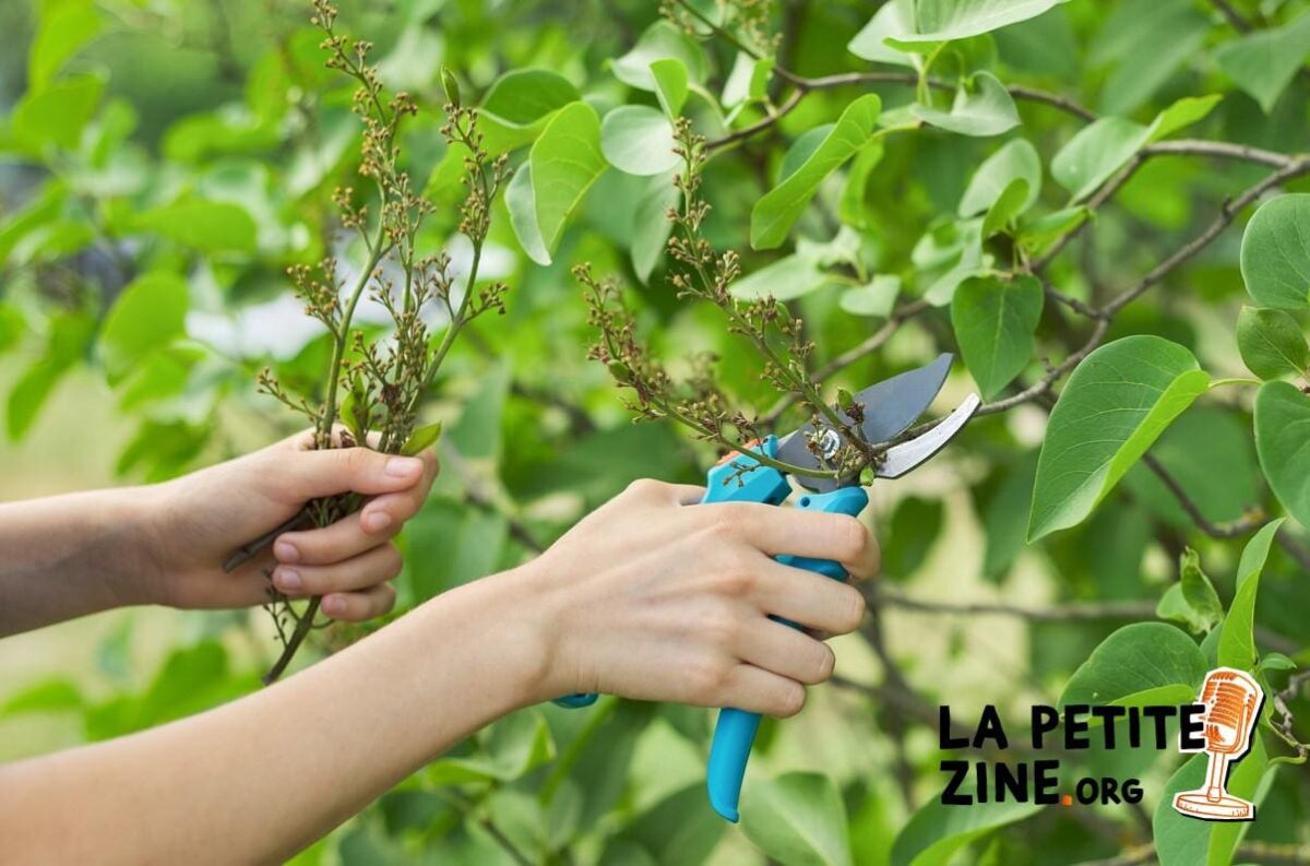 Quand et comment tailler le lilas ?