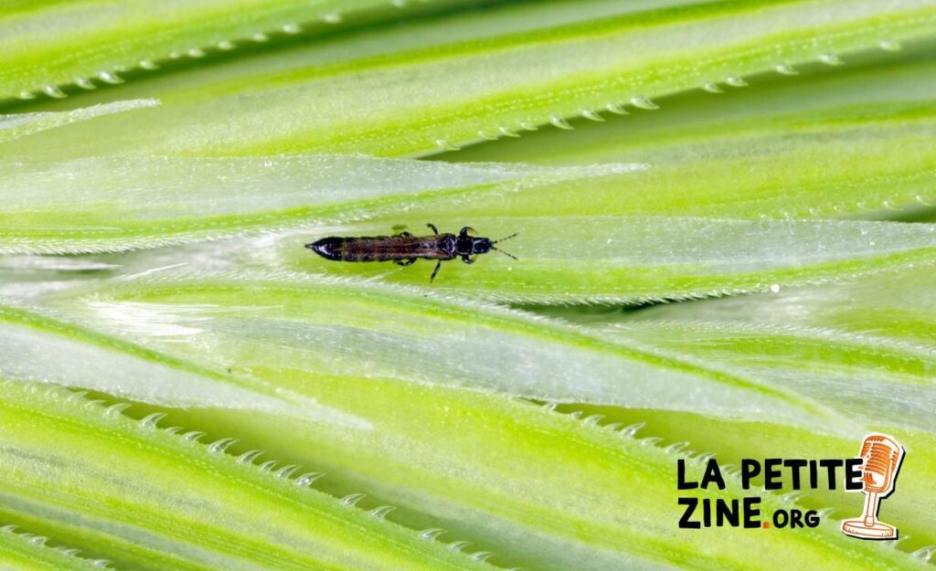 Thrips ou bêtes d’orage : comment s’en débarrasser ?