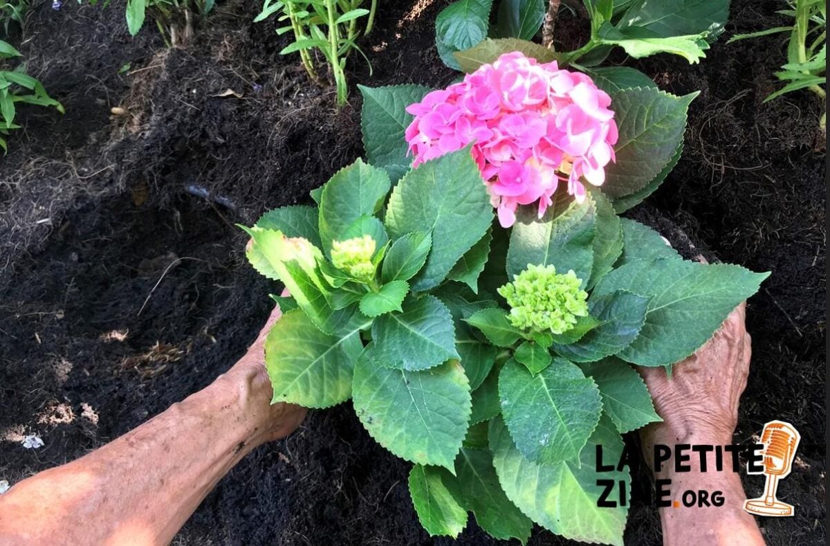 Transplanter un hortensia : quand et comment le faire ?